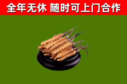 东山回收冬虫夏草